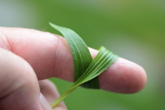 Ribwort plantain (Plantago lanceolata) wrapped around fingers, wound care, for insect bites