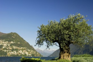 Olive tree, Lago di, Lake Lugano, Monte Bre Mountain, Lugano, Ticino, Switzerland, Europe