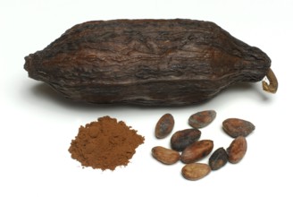 Cocoa fruit with cocoa beans and cocoa powder (Theobroma cacao) , cocoa, cocoa bean