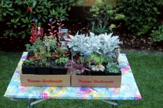 Severals garden plants in flower pots, Germany, Europe