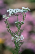 Coriander (Coriandrum sativum)