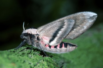 Private Hawkmoth, Europe, Other animals, insects, butterflies, landscape, horizontal, side, adult