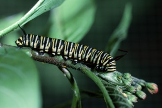 Monarch caterpillar, Costa Rica (Danaus plexippus), side