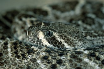 Western Rattlesnake, prairie rattlesnake (Crotalus viridis), Arizona, USA, USA, North America