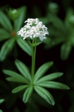 Woodruff (Asperula odorata) (Galium odoratum)