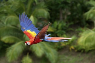 Scarlet Macaw (Ara macao)