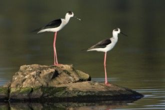 Black-winged Stilts (Himantopus himantopus), pair, Portugal, side, Europe