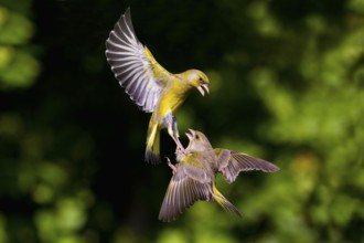 European greenfinches (Carduelis chloris), Finches, eligible, Lower Saxony, Germany, Europe