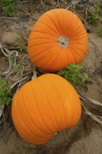 Pumpkins (Cucurbita pepo)