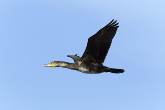 Great cormorant (Phalacrocorax carbo), Exempt, Zealand, Denmark, Europe