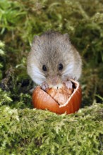 Old World Harvest Mouse (Micromys minutus) feeding on hazel nut, Germany, Europe