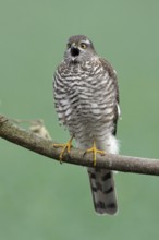 Northern Sparrow Hawk, female, Germany (Accipiter nisus)