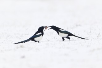 Magpies, Lower Saxony, Germany (Pica pica)