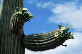 Saguaro (Carnegiea gigantea), Arizona (Cereus giganteus), USA, North America