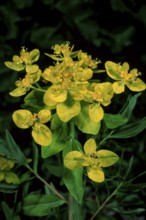 Marsh spurge (Euphorbia palustris)