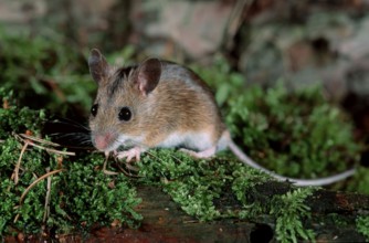 Wood Mouse (Apodemus sylvaticus), Germany, Europe