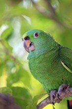 Yellow-naped Amazon, Honduras (Amazona ochrocephala auropalliata)