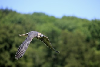 Lanner Falcon (Falco biarmicus)