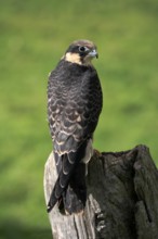 Hobby (Falco subbuteo)