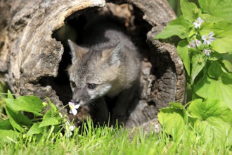 Grey gray fox (Urocyon cinereoargenteus), young animal, 9 weeks, in den