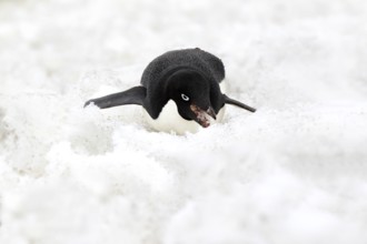 Adelie Penguin (Pygoscelis adeliae), adult feeding on snow, Antarctica, Devil Island, Weddell Sea,