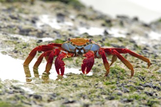 Red rock crab (Grapsus grapsus), Galapagos Islands, Ecuador, South America