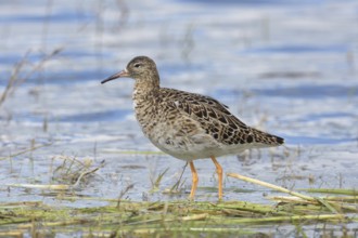 Ruff (Philomachus pugnax) in shallow water, Burgenland, Austria, Europe