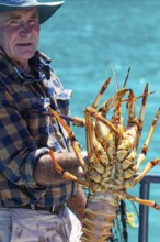 Kapitän, Hummer (Homarus), Bootsfahrt, Akaroa, Banks Peninsula, Canterbury, Neuseeland