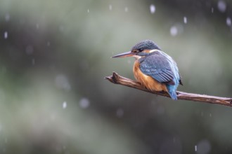 Common kingfisher (Alcedo atthis), Emsland, Lower Saxony, Germany, Europe