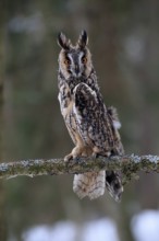 Long-eared owl (Asio otus), adult, perch, winter, alert, Bohemian Forest, Czech Republic, Europe