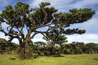 Laurel trees overgrown with moss and plants, old laurel forest (Laurisilva), stinkwood (Ocotea