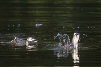 Great Crested Grebe (Podiceps cristatus), with captured large perch in its bill, Hesse, Germany,