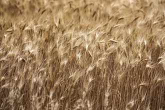 Ripe barley (Hordeum vulgare), Provence, France, Europe