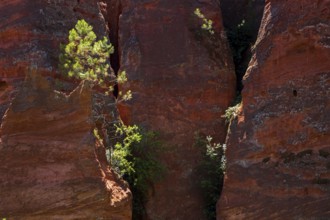 Ochre nature trail, Le Sentier des Ocres, former ochre mining area, ochre rocks, Roussillon,