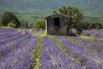 Old stone house with tree in lavender field, flowering true lavender (Lavandula angustifolia), on