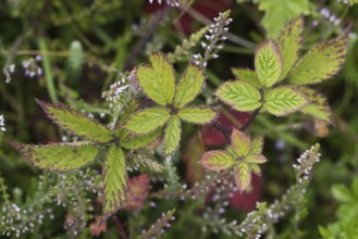 Blackberry (Rubus fruticosus) leaves, Terschelling, Netherlands