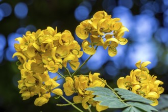 Yellow flowering plant in the botanical garden Funchal, Jardim Botanico, Madeira, Portugal, Europe