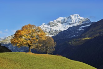 Sycamore maple (Acer pseudo plantanus), in autumnal colour in front of snow-covered mountains,