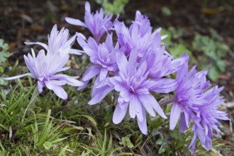 Autumn crocus (Colchicum speciosum Waterlily), Emsland, Lower Saxony, Germany, Europe