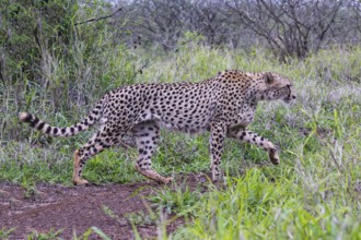 Young Southeast African cheetah (Acinonyx jubatus jubatus) stalking in the savannah, Kwazulu Natal