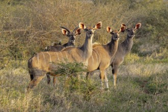 Group of female Greater kudus (Tragelaphus strepsiceros) in the savannah in the late afternoon,