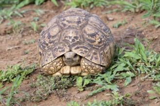 Leopard tortoise (Stigmochelys pardalis), Kwazulu Natal Province, South Africa, Africa