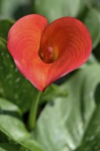 Calla lily (Zantedeschia aethiopica), red flower, North Rhine-Westphalia, Germany, Europe