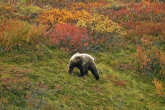 Grizzly bear (Ursus arctos horribilis) striding across the autumn-coloured tundra with a view of