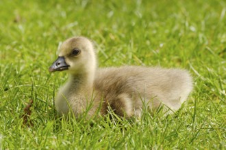 Greylag Goose (Anser anser), chick at Lake Vienenburg, Vienenburg, Goslar, Harz, Lower Saxony,