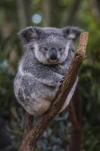 Koala (Phascolarctos cinereus), Lone Pine sanctuary, Brisbane, Queensland, Australia, Oceania