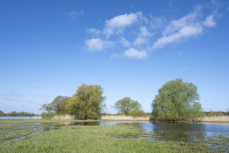 Elbe meadows, floodplain landscape, UNESCO Biosphere Reserve River Landscape ELBE,