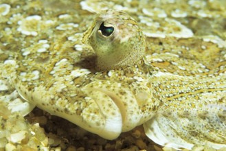 Turbot (Bothus), portrait, Corsica, France, Mediterranean Sea, Europe