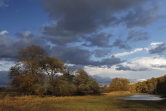 Group of willows in autumn, Middle Elbe Biosphere Reserve, Saxony-Anhalt, Germany, Europe