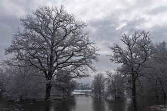 Winter floods, flooded meadows, Middle Elbe Biosphere Reserve, Saxony-Anhalt, Germany, Europe